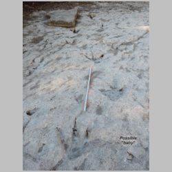 03-DSCN0435cr Best theropod w possible baby labeled.jpg